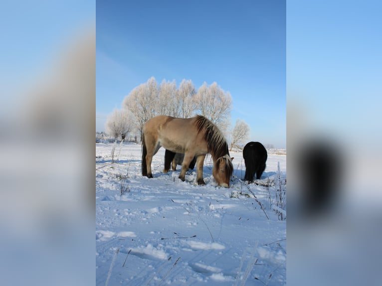 Chevaux fjord Hongre 14 Ans 151 cm Isabelle in Rahden