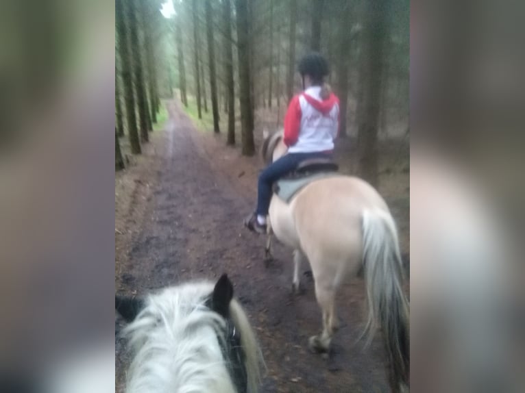 Chevaux fjord Hongre 14 Ans 151 cm Isabelle in Rahden