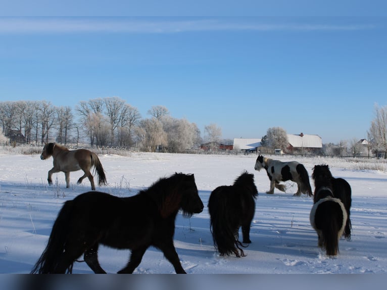 Chevaux fjord Hongre 14 Ans 151 cm Isabelle in Rahden