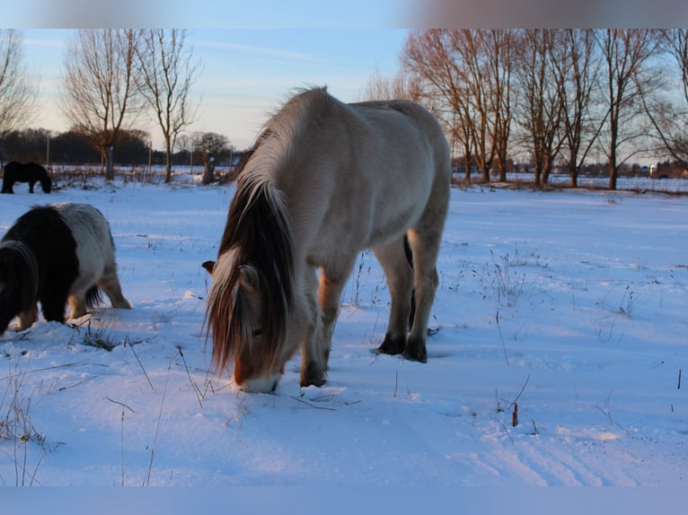 Chevaux fjord Hongre 14 Ans 151 cm Isabelle in Rahden