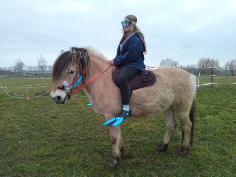 Chevaux fjord Hongre 14 Ans 151 cm Isabelle in Rahden