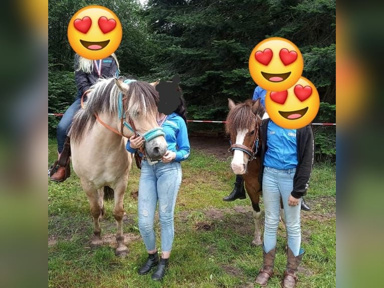 Chevaux fjord Hongre 14 Ans 151 cm Isabelle in Rahden
