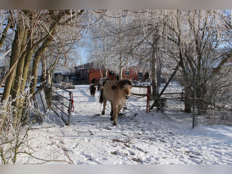 Chevaux fjord Hongre 14 Ans 151 cm Isabelle in Rahden