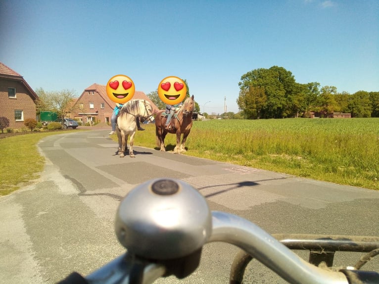 Chevaux fjord Hongre 14 Ans 151 cm Isabelle in Rahden