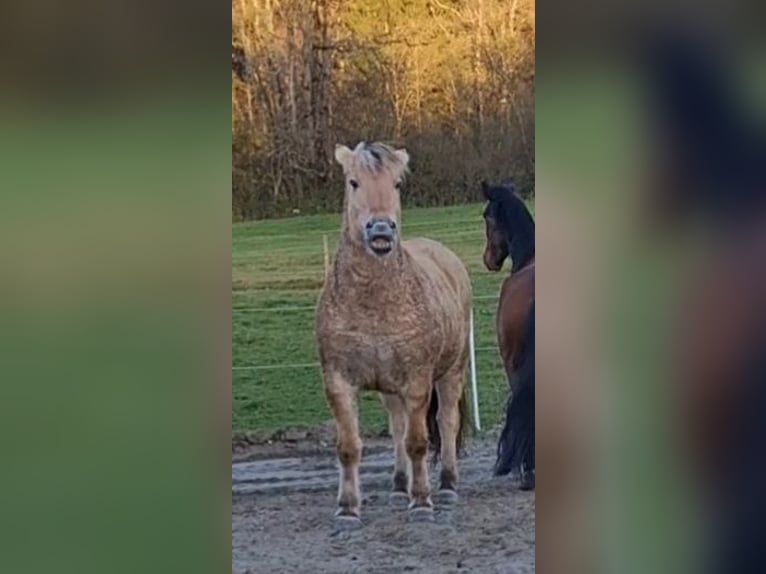 Chevaux fjord Hongre 15 Ans 143 cm Isabelle in Isny im Allgäu