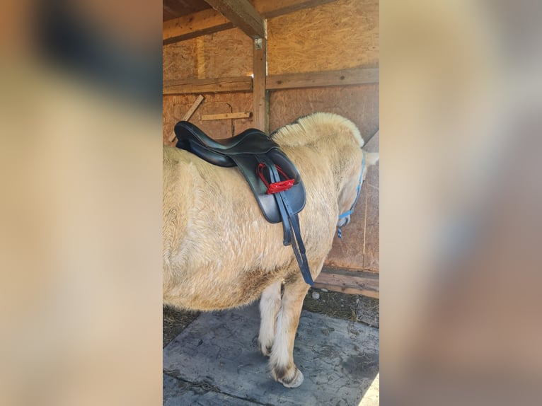 Chevaux fjord Hongre 15 Ans 143 cm Isabelle in Isny im Allgäu