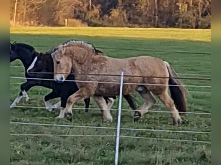 Chevaux fjord Hongre 15 Ans 143 cm Isabelle in Isny im Allgäu