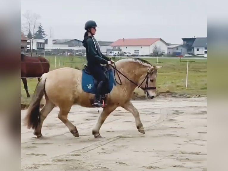 Chevaux fjord Hongre 15 Ans 143 cm Isabelle in Isny im Allgäu