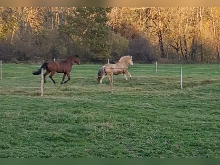 Chevaux fjord Hongre 15 Ans 143 cm Isabelle in Isny im Allgäu