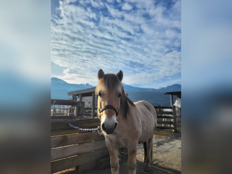 Chevaux fjord Hongre 15 Ans 145 cm Isabelle in Kematen in Tirol