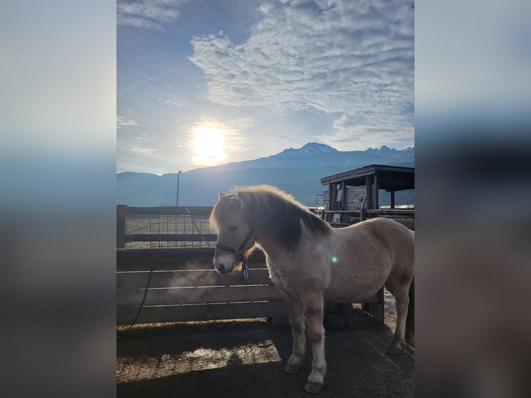 Chevaux fjord Hongre 15 Ans 145 cm Isabelle in Kematen in Tirol