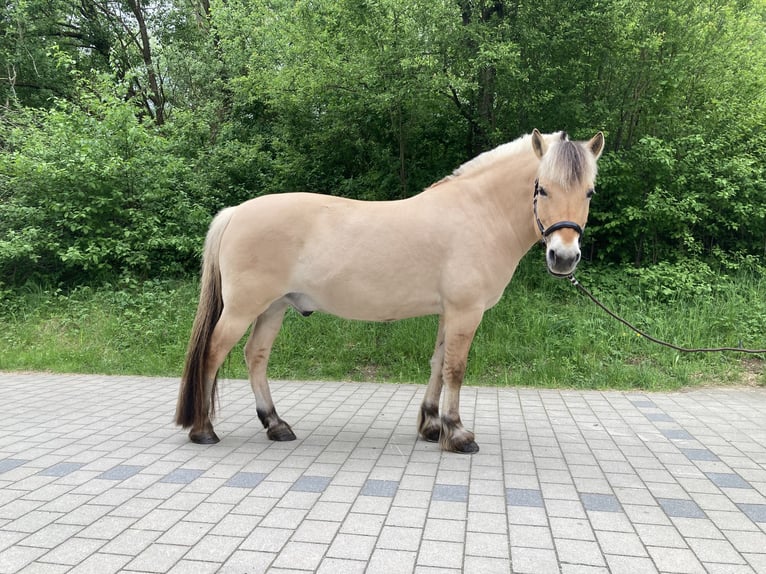 Chevaux fjord Hongre 15 Ans 150 cm Isabelle in Lauf A. D. Pegnitz