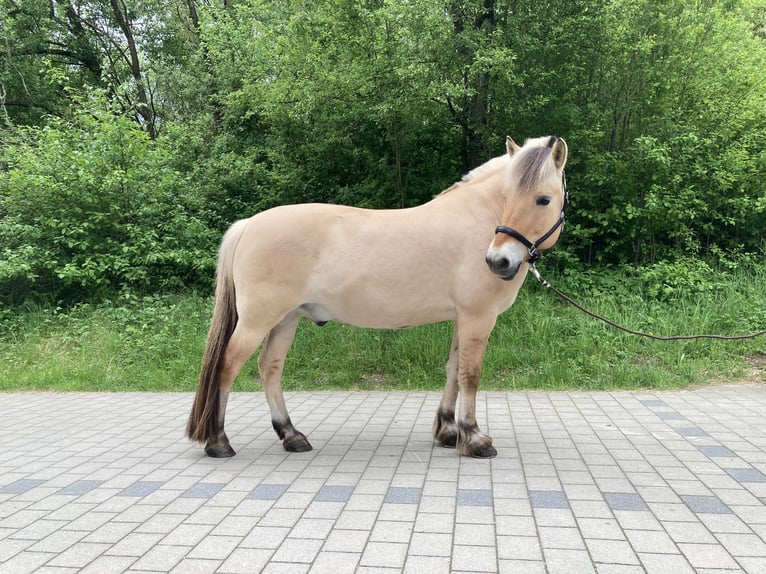 Chevaux fjord Hongre 15 Ans 150 cm Isabelle in Lauf A. D. Pegnitz