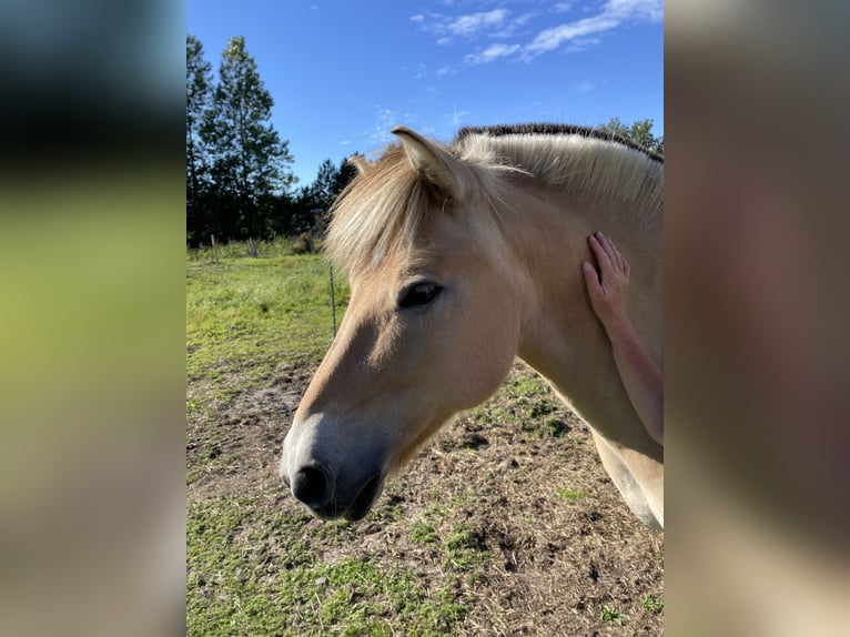 Chevaux fjord Hongre 16 Ans 140 cm in Bramstedtlund