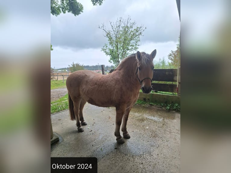 Chevaux fjord Hongre 16 Ans 143 cm Isabelle in Stiefenhofen