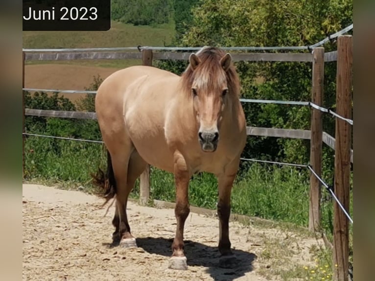 Chevaux fjord Hongre 16 Ans 143 cm Isabelle in Stiefenhofen