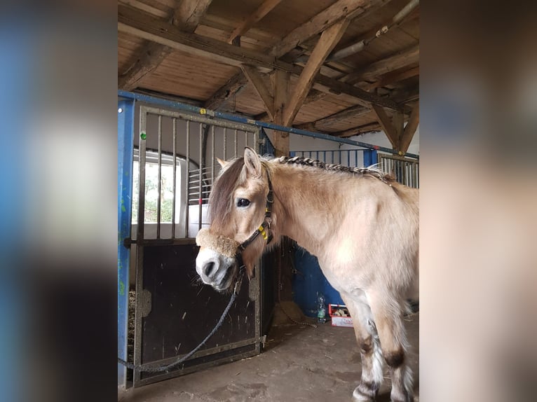 Chevaux fjord Hongre 16 Ans 147 cm Isabelle in Hörstel