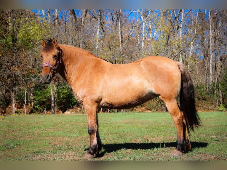 Chevaux fjord Hongre 16 Ans 150 cm Buckskin in Flemingsburg KY