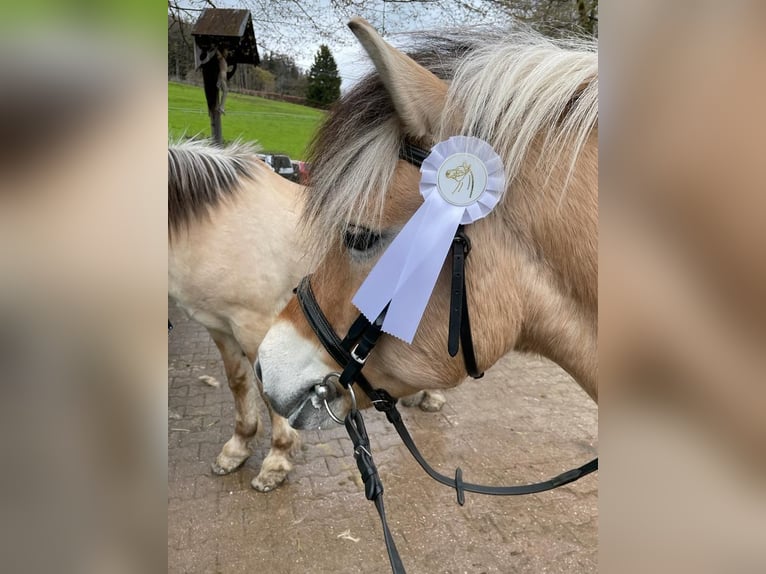 Chevaux fjord Hongre 17 Ans 139 cm Isabelle in Eiselfing