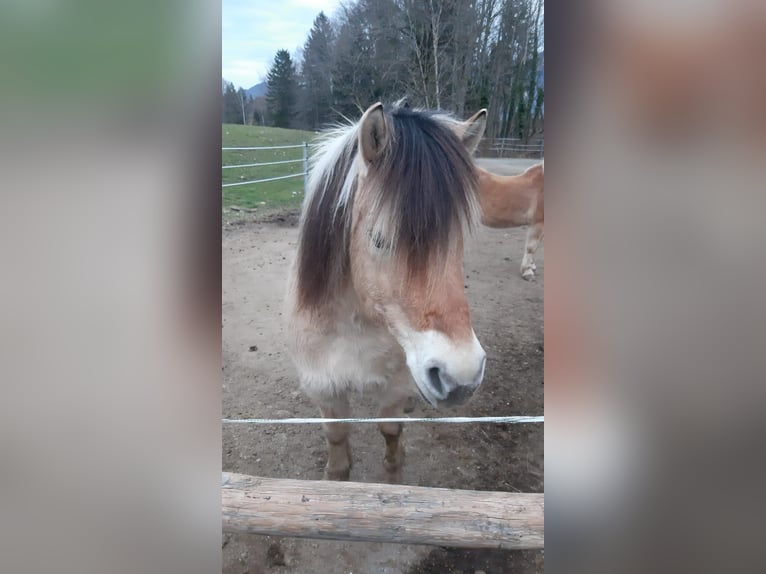 Chevaux fjord Hongre 17 Ans 139 cm Isabelle in Eiselfing