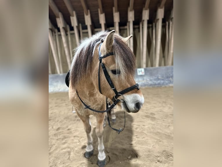 Chevaux fjord Hongre 17 Ans 139 cm Isabelle in Eiselfing