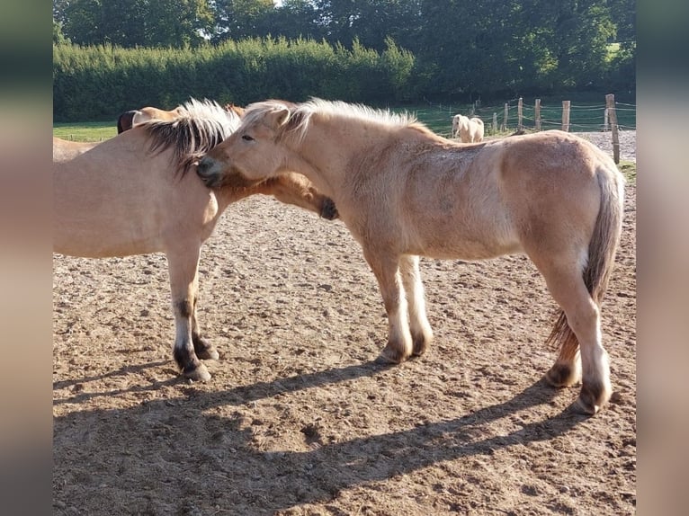 Chevaux fjord Hongre 17 Ans 142 cm Isabelle in Nettelsee