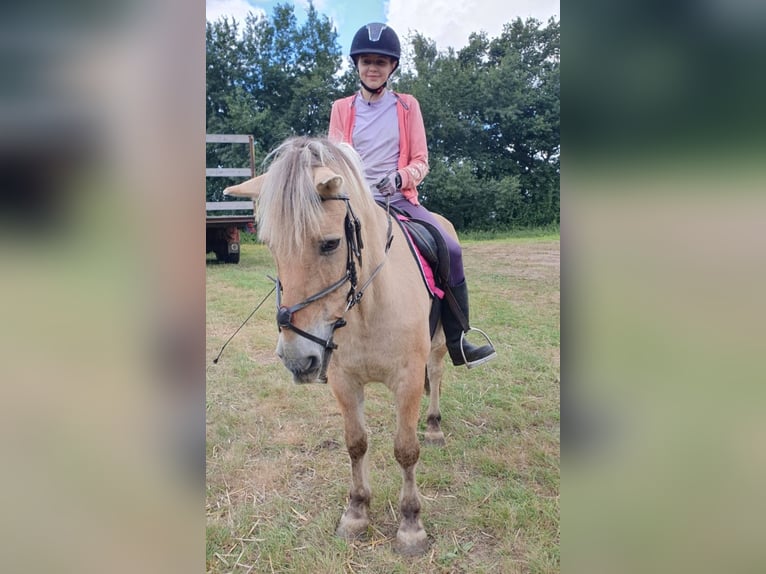 Chevaux fjord Hongre 17 Ans 142 cm Isabelle in Nettelsee