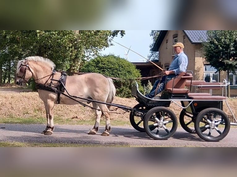 Chevaux fjord Hongre 17 Ans 152 cm Isabelle in Süderlügum