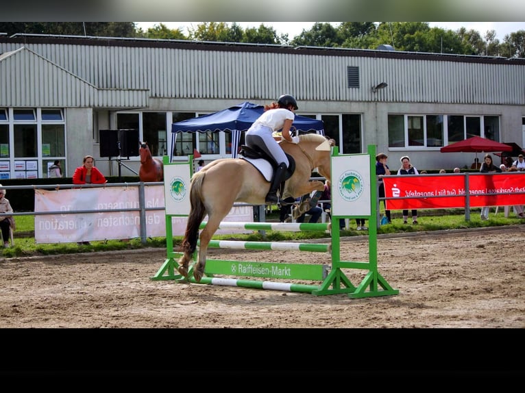 Chevaux fjord Hongre 18 Ans 146 cm Isabelle in Overath