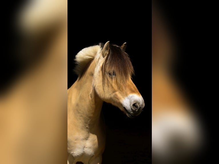 Chevaux fjord Hongre 18 Ans 146 cm Isabelle in Overath