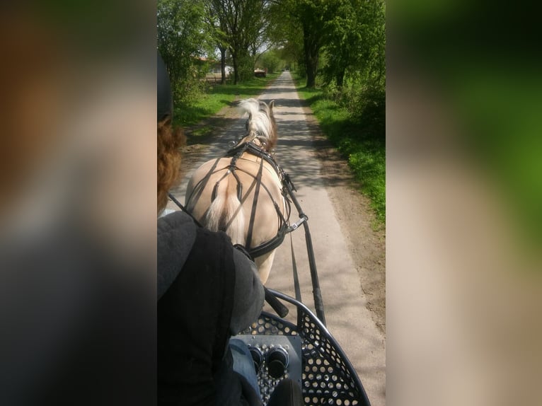 Chevaux fjord Hongre 18 Ans 150 cm Isabelle in Rosengarten