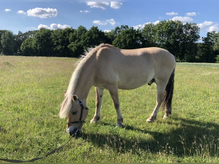 Chevaux fjord Hongre 18 Ans 150 cm Isabelle in Rosengarten