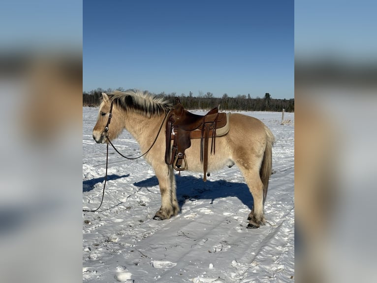 Chevaux fjord Hongre 18 Ans Isabelle in Corinth