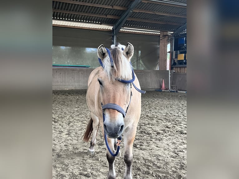 Chevaux fjord Hongre 19 Ans 148 cm Isabelle in Gronau (Westfalen)
