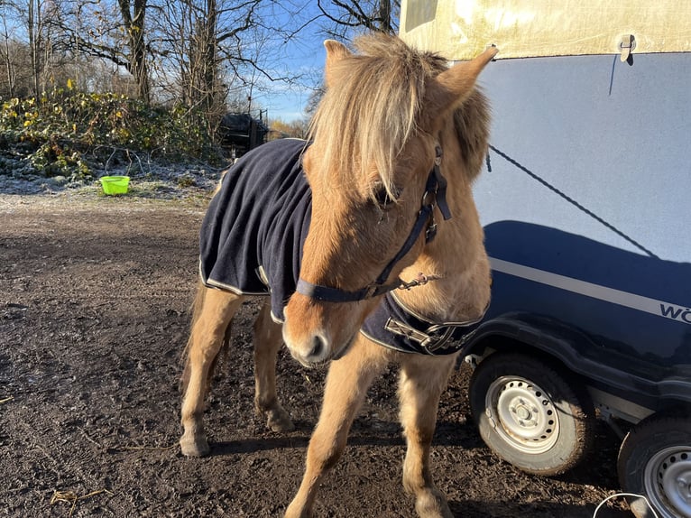 Chevaux fjord Hongre 1 Année 143 cm Isabelle in Zwickau