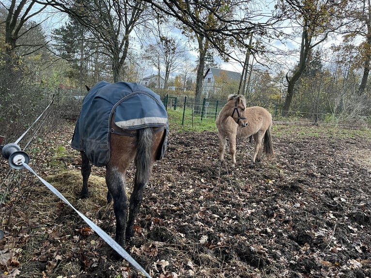 Chevaux fjord Hongre 1 Année 143 cm Isabelle in Zwickau