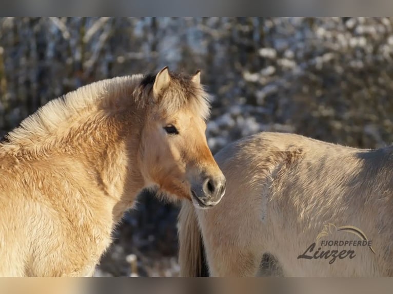 Chevaux fjord Hongre 1 Année 146 cm Isabelle in Remscheid