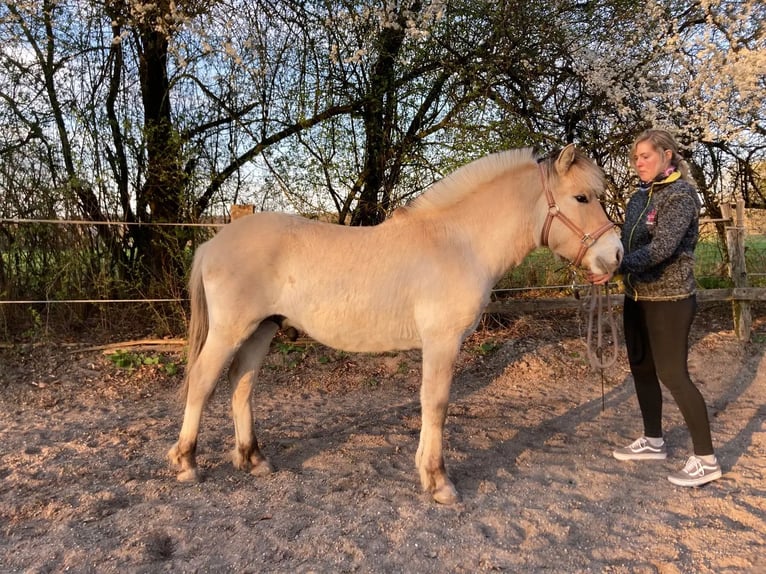 Chevaux fjord Hongre 1 Année 146 cm Isabelle in Remscheid