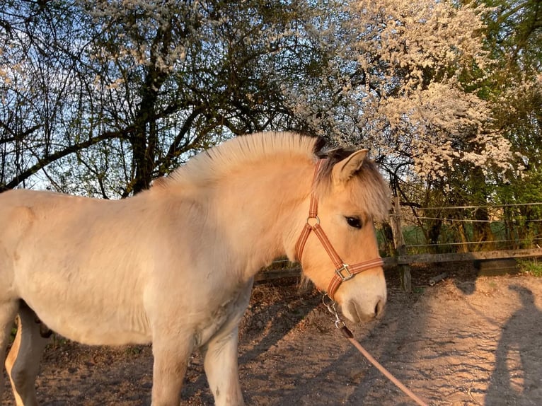 Chevaux fjord Hongre 1 Année 146 cm Isabelle in Remscheid