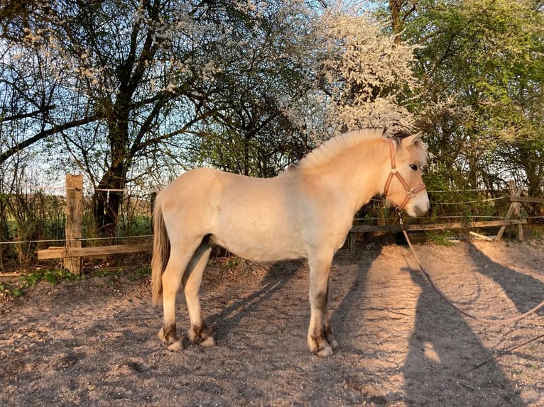 Chevaux fjord Hongre 1 Année 146 cm Isabelle in Remscheid