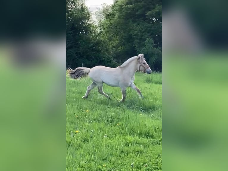 Chevaux fjord Hongre 1 Année 146 cm Isabelle in Remscheid