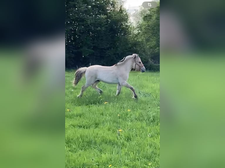 Chevaux fjord Hongre 1 Année 146 cm Isabelle in Remscheid