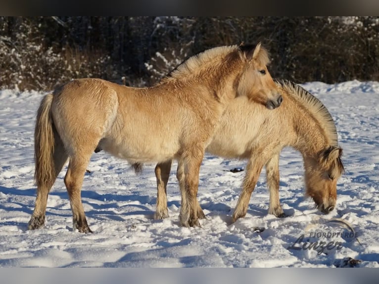 Chevaux fjord Hongre 1 Année 146 cm Isabelle in Remscheid