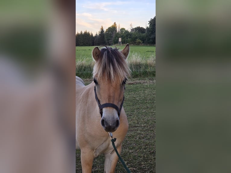 Chevaux fjord Hongre 1 Année 147 cm Isabelle in Rennerod