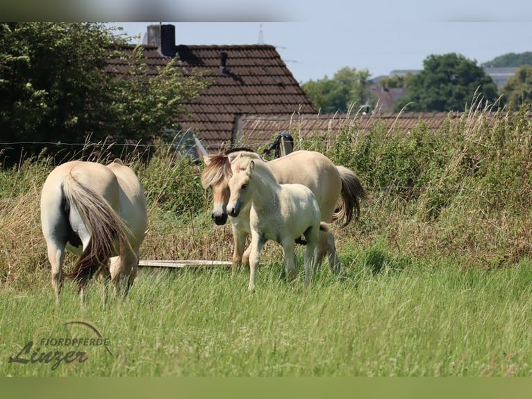 Chevaux fjord Hongre 1 Année 147 cm Isabelle in Remscheid