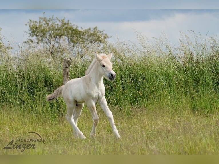 Chevaux fjord Hongre 1 Année 147 cm Isabelle in Remscheid