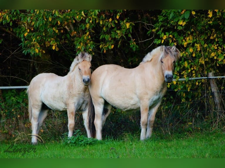 Chevaux fjord Hongre 1 Année 147 cm Isabelle in Remscheid