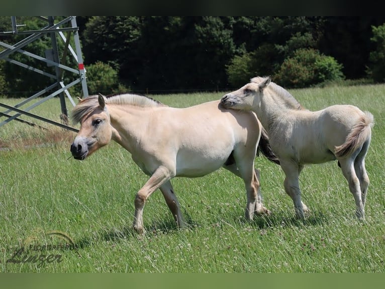 Chevaux fjord Hongre 1 Année 147 cm Isabelle in Remscheid