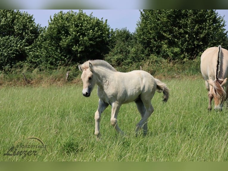 Chevaux fjord Hongre 1 Année 147 cm Isabelle in Remscheid