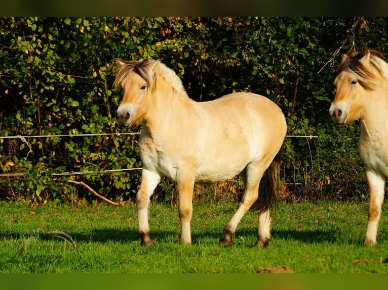 Chevaux fjord Hongre 1 Année 147 cm Isabelle in Remscheid